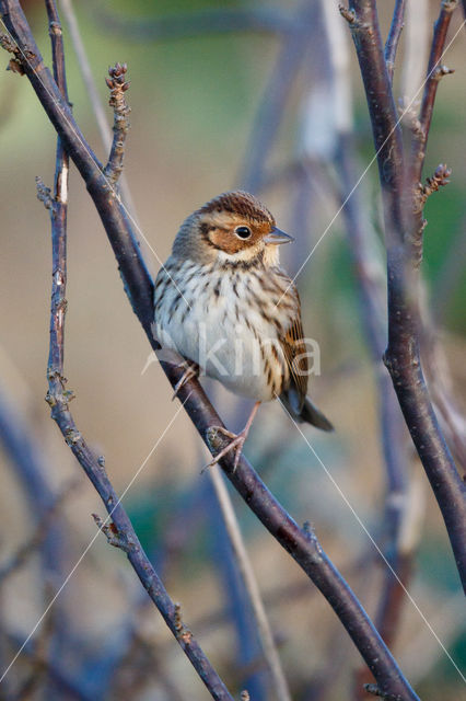 Little Bunting (Emberiza pusilla)