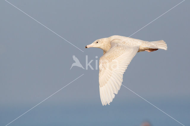 Grote Burgemeester (Larus hyperboreus)