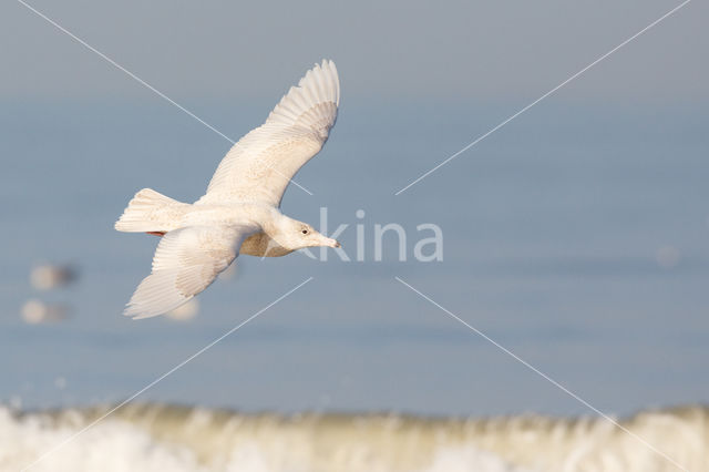 Grote Burgemeester (Larus hyperboreus)