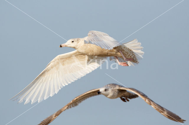 Grote Burgemeester (Larus hyperboreus)