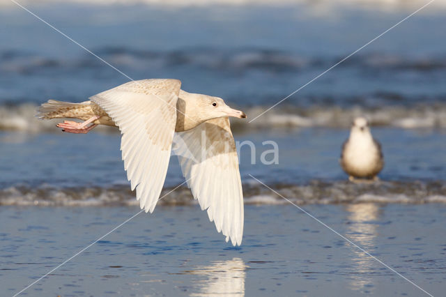 Glaucous Gull (Larus hyperboreus)
