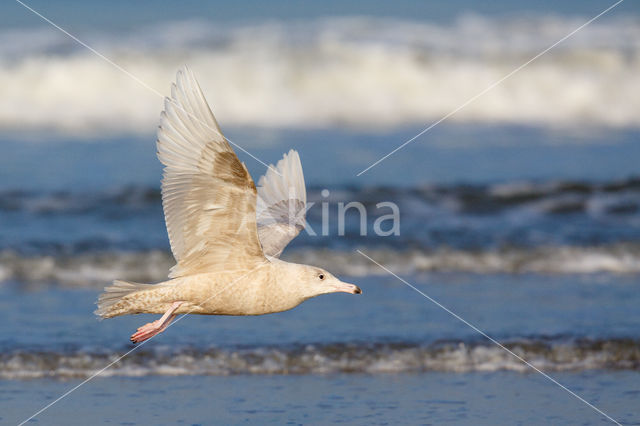 Grote Burgemeester (Larus hyperboreus)