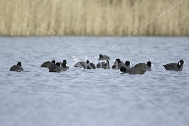 Meerkoet (Fulica atra)