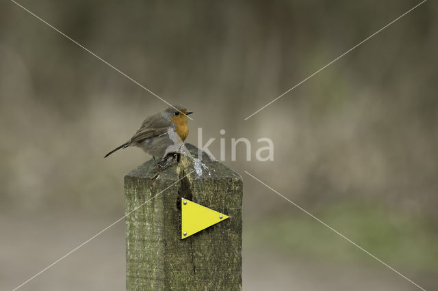 European Robin (Erithacus rubecula)