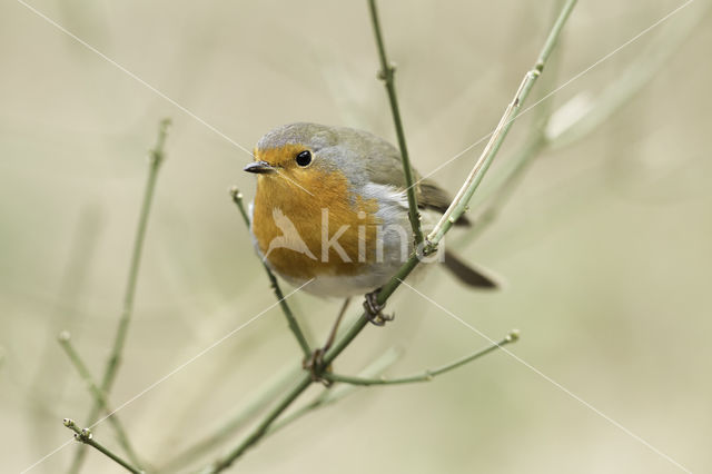 European Robin (Erithacus rubecula)