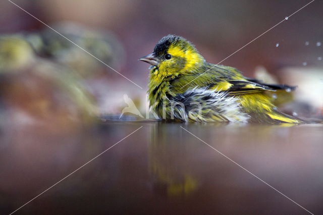 Eurasian Siskin (Carduelis spinus)