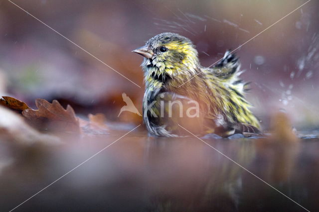 Eurasian Siskin (Carduelis spinus)