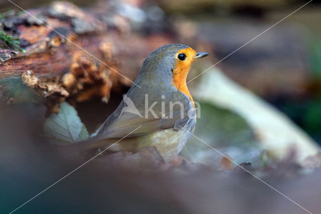 European Robin (Erithacus rubecula)