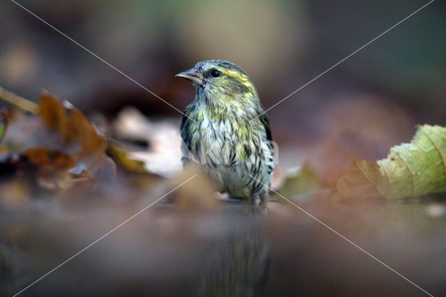 Eurasian Siskin (Carduelis spinus)