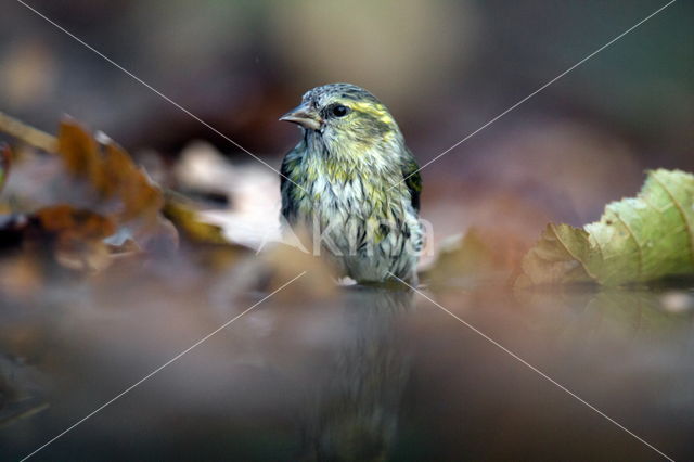 Eurasian Siskin (Carduelis spinus)