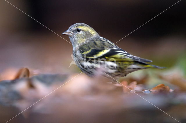 Eurasian Siskin (Carduelis spinus)