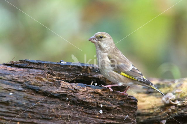 Groenling (Carduelis chloris)