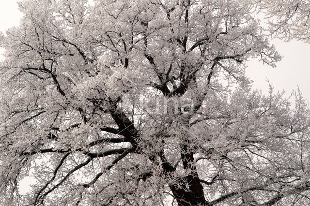 Oak (Quercus)