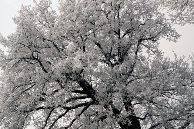 Oak (Quercus)