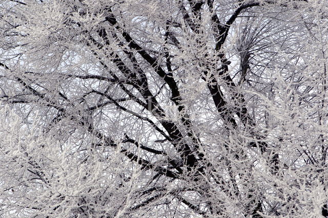 Oak (Quercus)