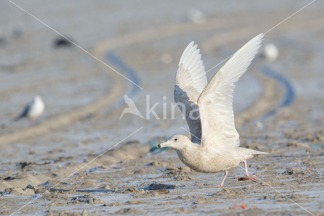 Grote Burgemeester (Larus hyperboreus)