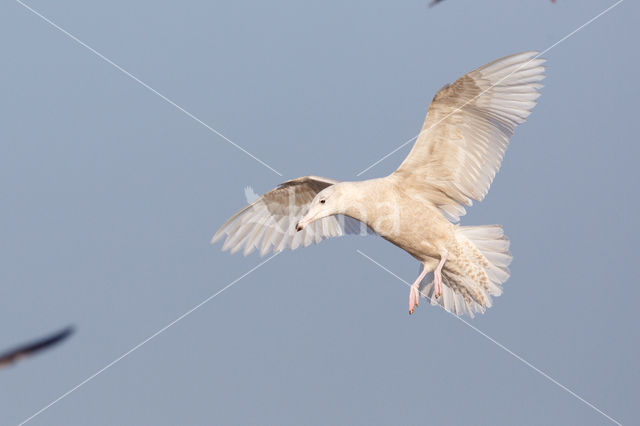 Glaucous Gull (Larus hyperboreus)