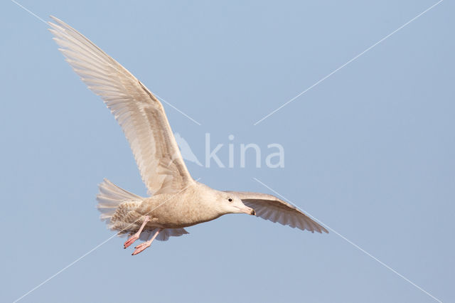 Grote Burgemeester (Larus hyperboreus)