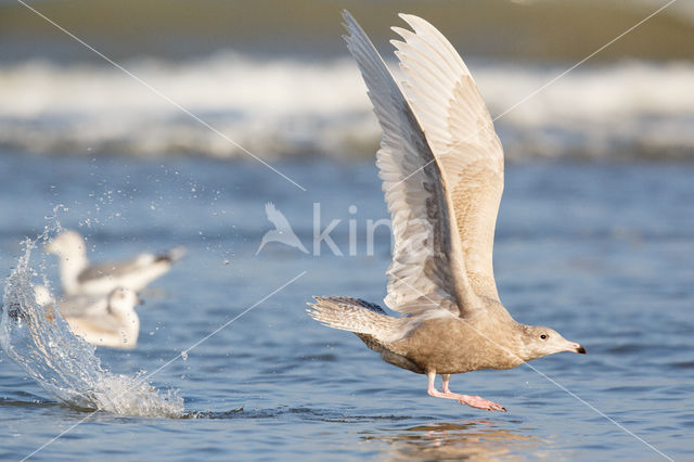 Glaucous Gull (Larus hyperboreus)