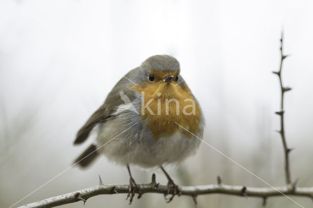 European Robin (Erithacus rubecula)