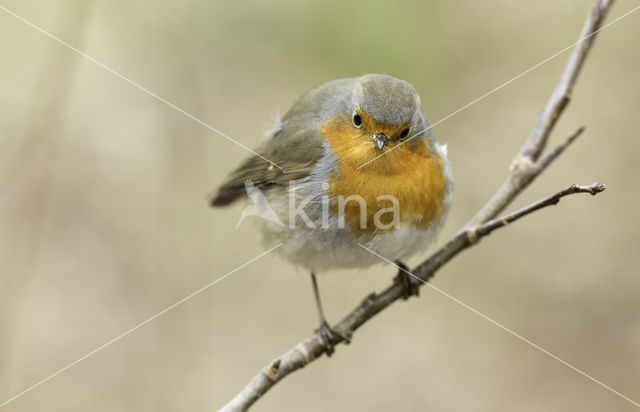 European Robin (Erithacus rubecula)