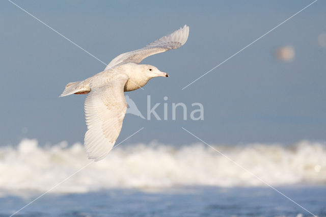 Grote Burgemeester (Larus hyperboreus)