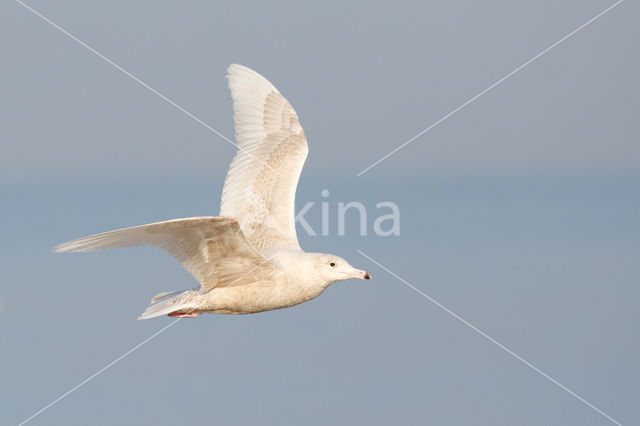Glaucous Gull (Larus hyperboreus)
