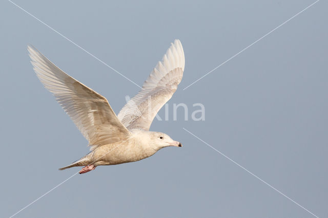 Grote Burgemeester (Larus hyperboreus)