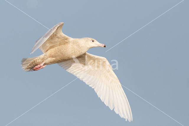 Grote Burgemeester (Larus hyperboreus)