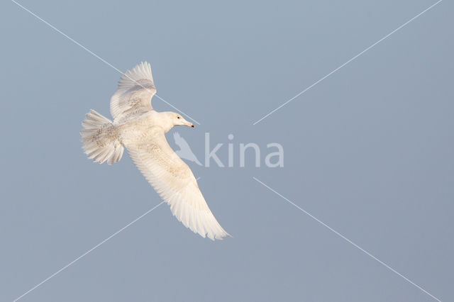 Glaucous Gull (Larus hyperboreus)