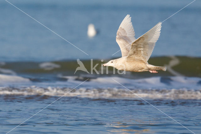 Glaucous Gull (Larus hyperboreus)