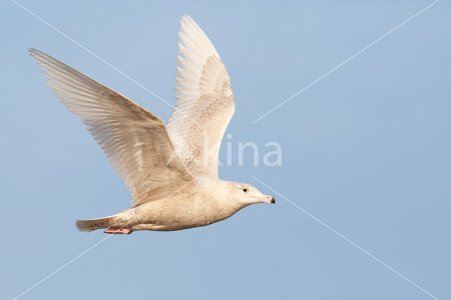 Grote Burgemeester (Larus hyperboreus)