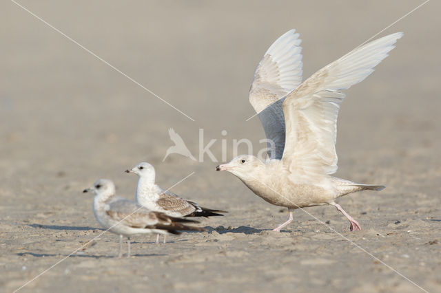 Grote Burgemeester (Larus hyperboreus)