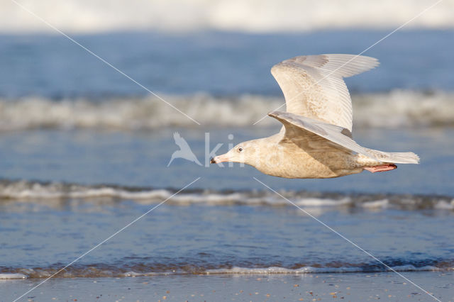 Glaucous Gull (Larus hyperboreus)