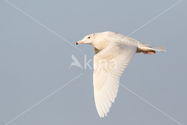 Glaucous Gull (Larus hyperboreus)