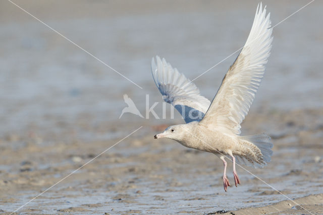Glaucous Gull (Larus hyperboreus)