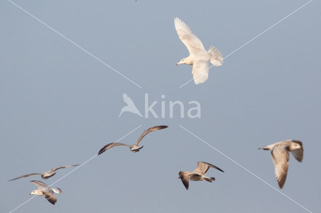 Grote Burgemeester (Larus hyperboreus)