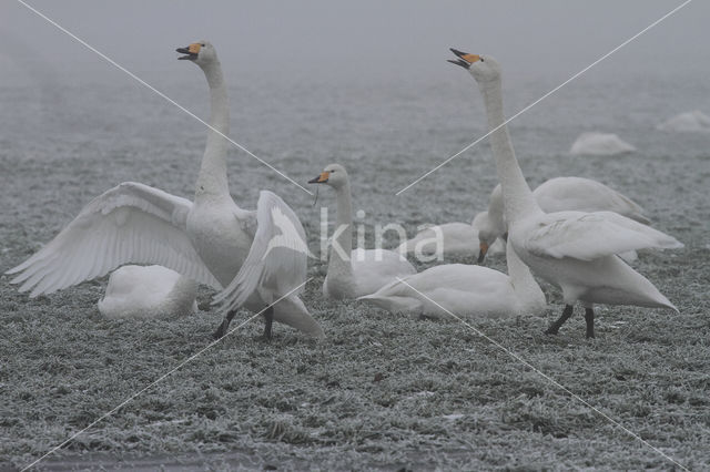 Whooper Swan (Cygnus cygnus)