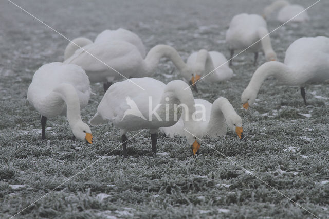 Whooper Swan (Cygnus cygnus)