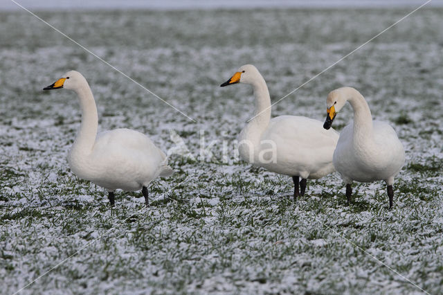 Wilde Zwaan (Cygnus cygnus)