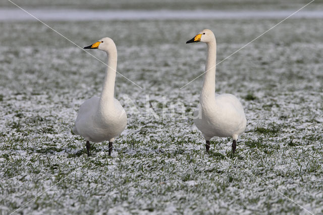 Whooper Swan (Cygnus cygnus)