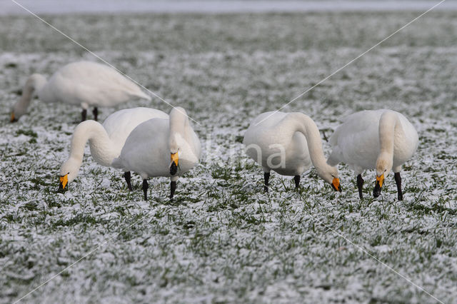 Wilde Zwaan (Cygnus cygnus)