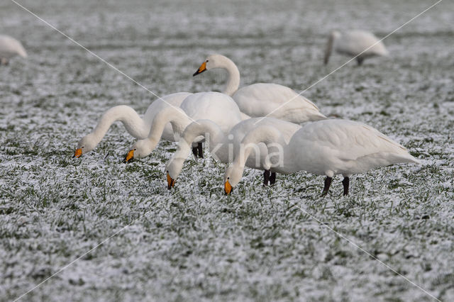 Wilde Zwaan (Cygnus cygnus)