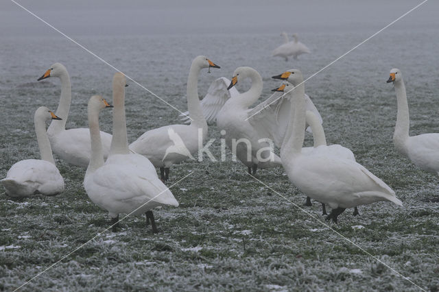 Wilde Zwaan (Cygnus cygnus)