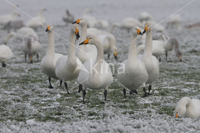 Whooper Swan (Cygnus cygnus)