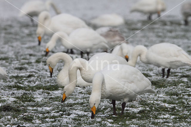 Whooper Swan (Cygnus cygnus)