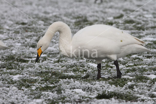 Wilde Zwaan (Cygnus cygnus)