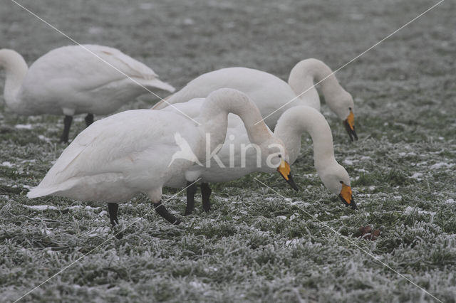 Whooper Swan (Cygnus cygnus)