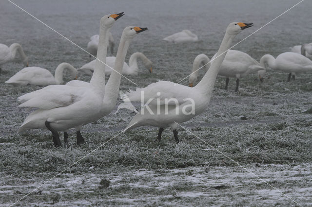 Whooper Swan (Cygnus cygnus)