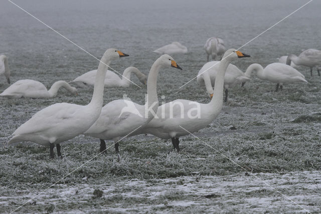 Wilde Zwaan (Cygnus cygnus)